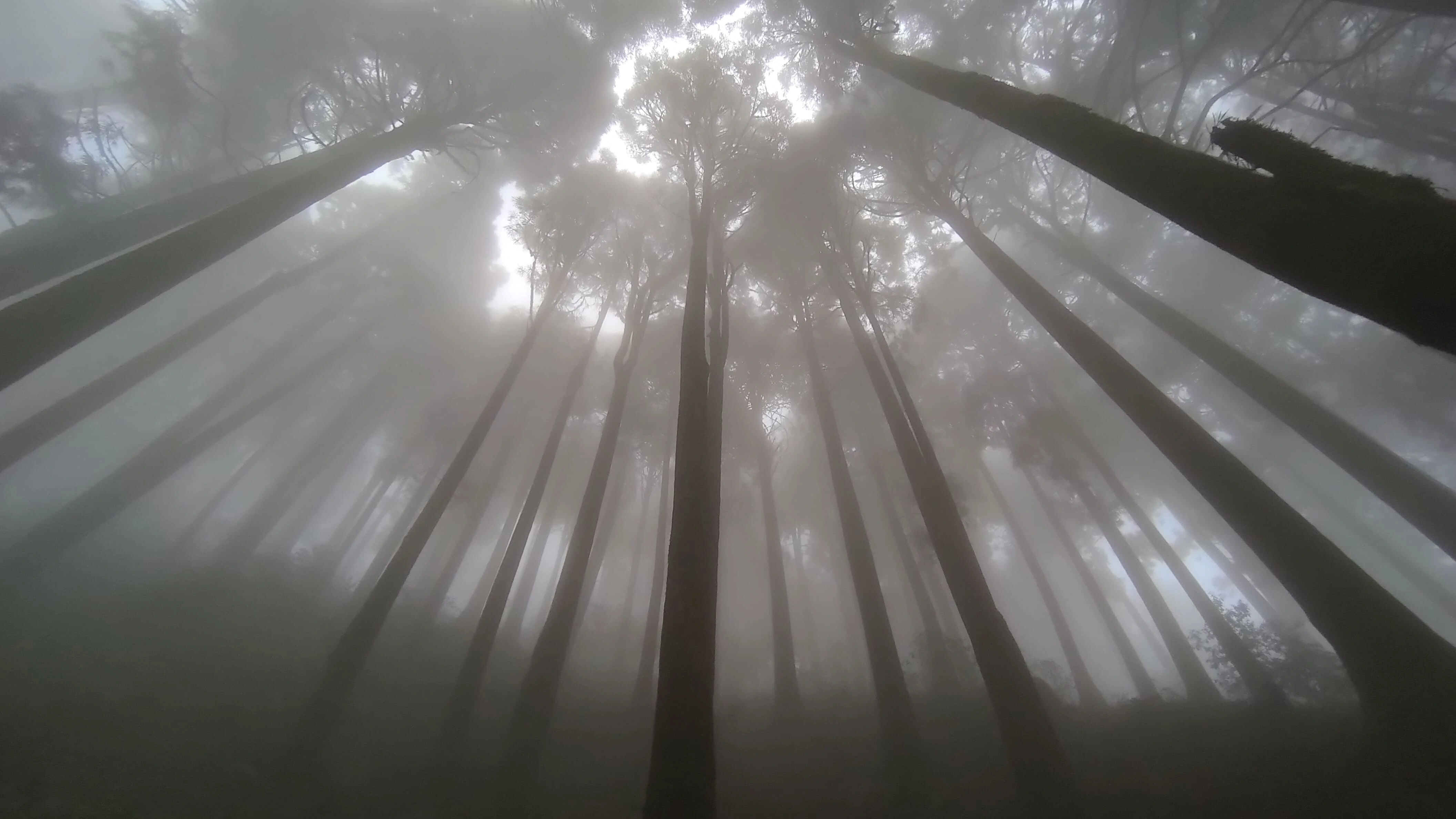 Walk in Peace / Darjeeling Forests on Foot Walking Tour